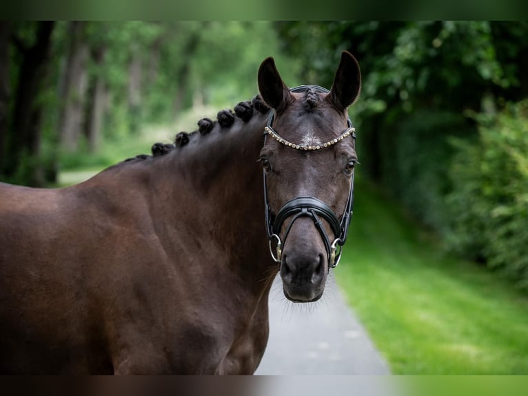 Deutsches Reitpony Stute 6 Jahre 147 cm Rappe in Wetter (Ruhr)