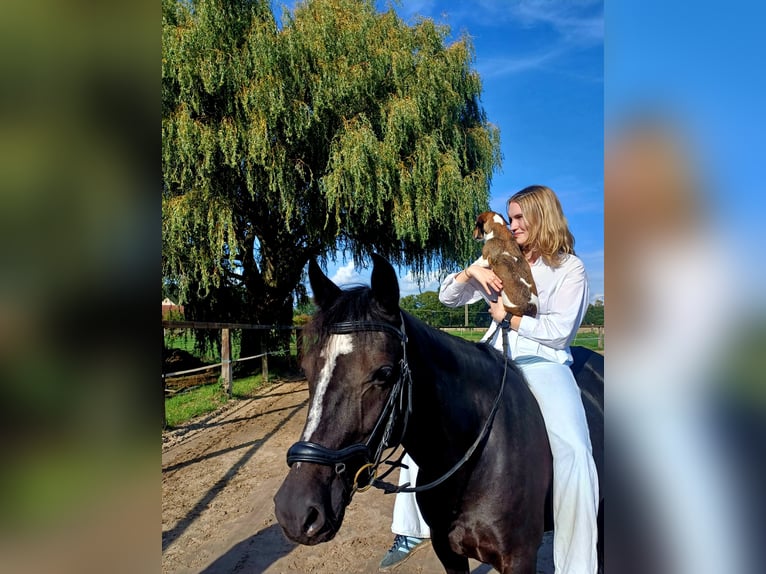 Deutsches Reitpony Stute 6 Jahre 147 cm Rappe in Beelen
