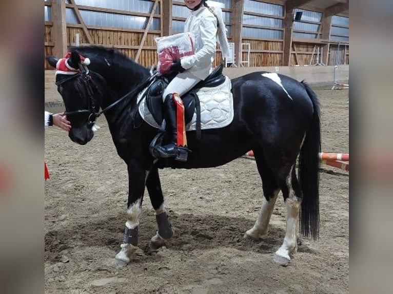 Deutsches Reitpony Stute 6 Jahre 147 cm Rappe in Haibach