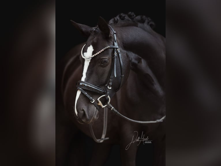 Deutsches Reitpony Stute 6 Jahre 147 cm Rappe in Salzgitter-Bad