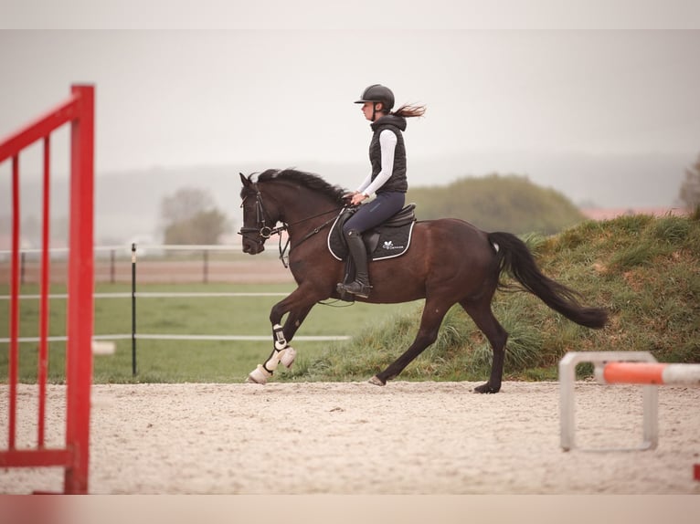 Deutsches Reitpony Stute 6 Jahre 147 cm Rappe in Salzgitter-Bad