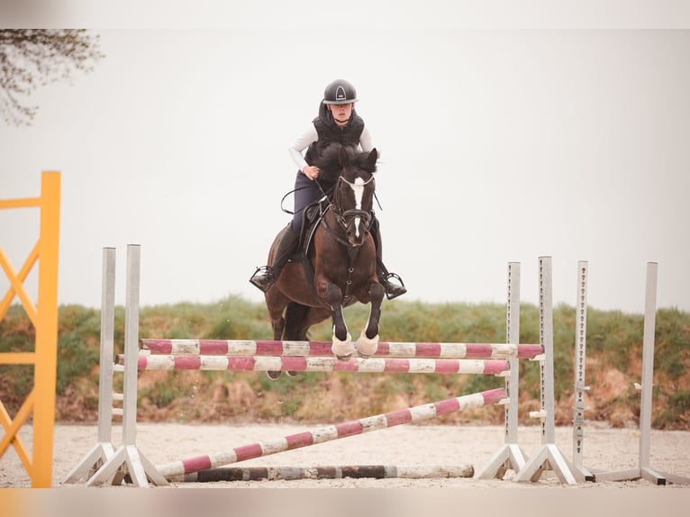 Deutsches Reitpony Stute 6 Jahre 147 cm Rappe in Salzgitter-Bad