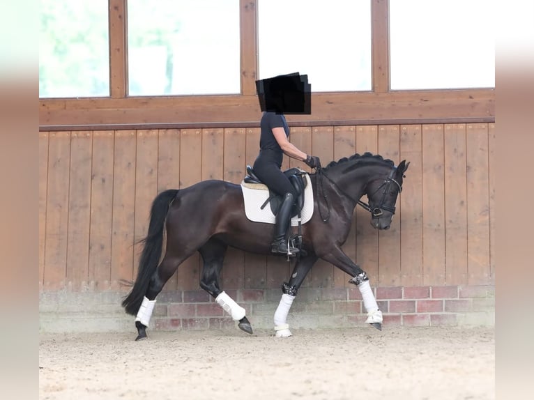 Deutsches Reitpony Stute 6 Jahre 147 cm Rappe in Salzgitter-Bad