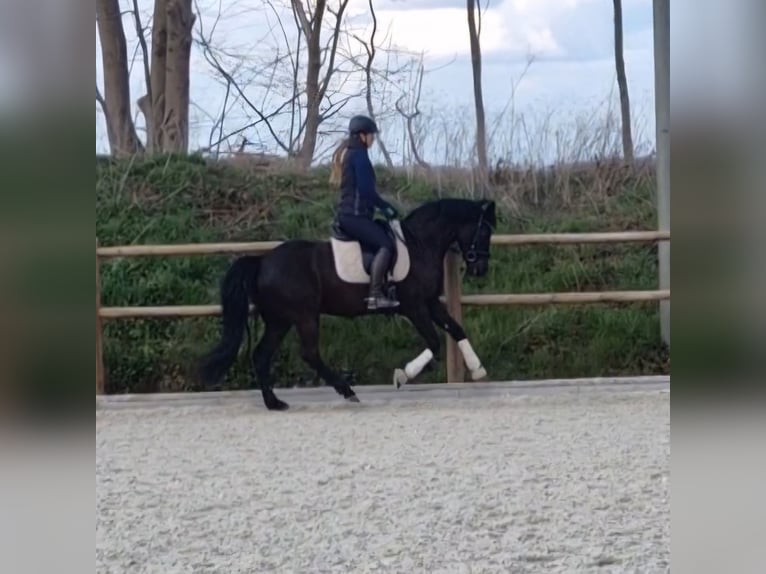 Deutsches Reitpony Stute 6 Jahre 147 cm Rappe in Salzgitter-Bad