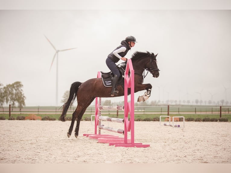Deutsches Reitpony Stute 6 Jahre 147 cm Rappe in Salzgitter-Bad
