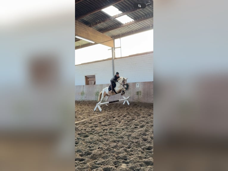 Deutsches Reitpony Stute 6 Jahre 147 cm Schecke in Jersbek