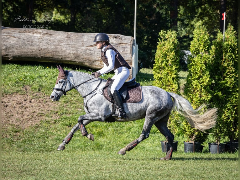 Deutsches Reitpony Stute 6 Jahre 147 cm Schimmel in Egestorf