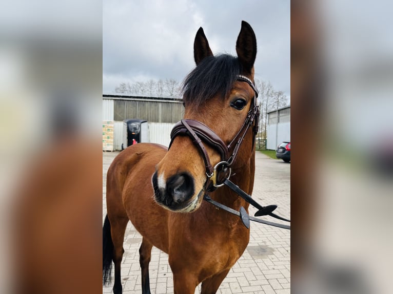 Deutsches Reitpony Stute 6 Jahre 148 cm Brauner in Sottrum