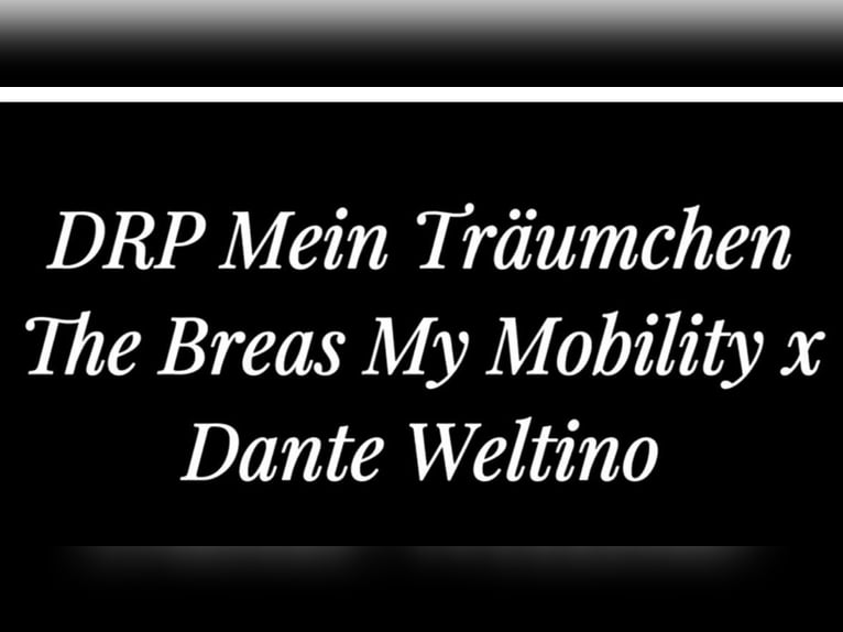 Deutsches Reitpony Stute 6 Jahre 148 cm Brauner in Sottrum