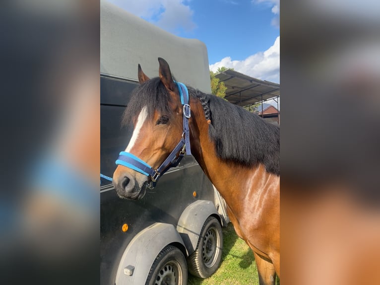 Deutsches Reitpony Stute 6 Jahre 148 cm Brauner in Osterwald