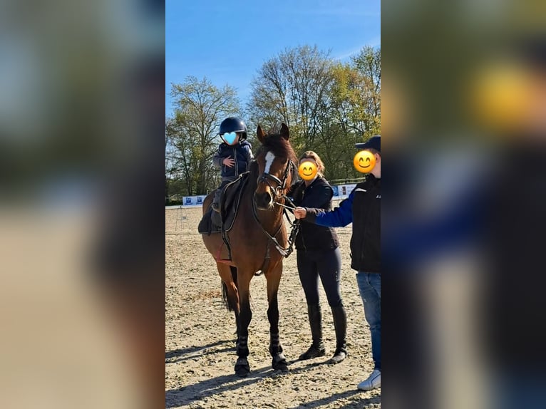 Deutsches Reitpony Stute 6 Jahre 148 cm Brauner in Osterwald