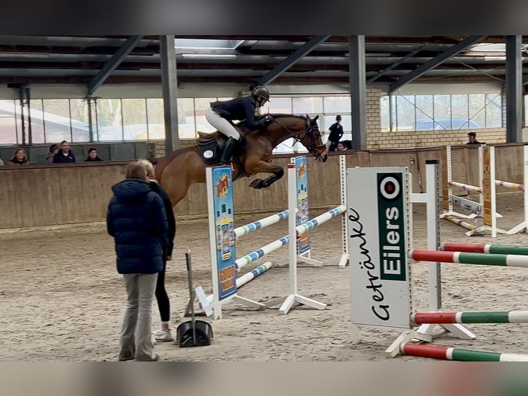 Deutsches Reitpony Stute 6 Jahre 148 cm Brauner in Osterwald