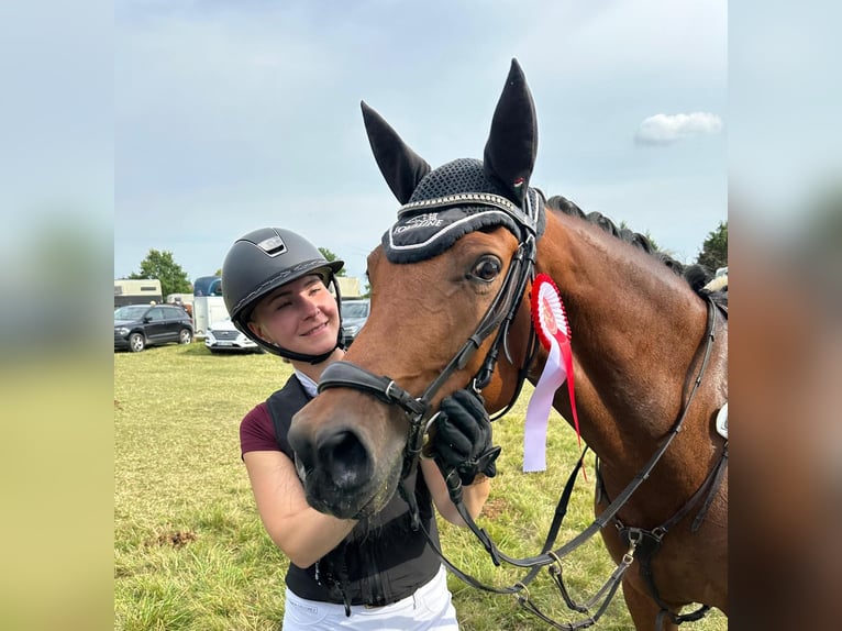 Deutsches Reitpony Stute 6 Jahre 148 cm Brauner in Warendorf