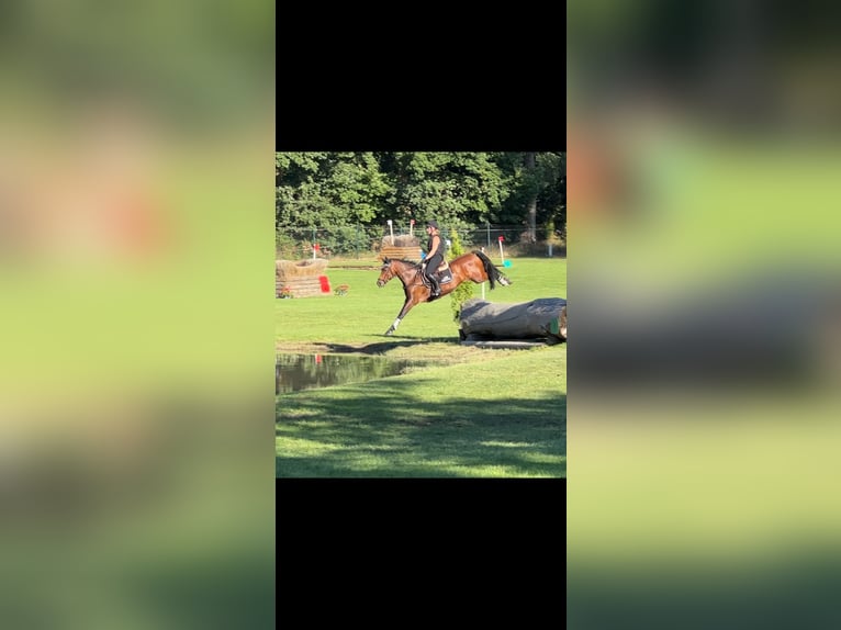 Deutsches Reitpony Stute 6 Jahre 148 cm Brauner in Warendorf