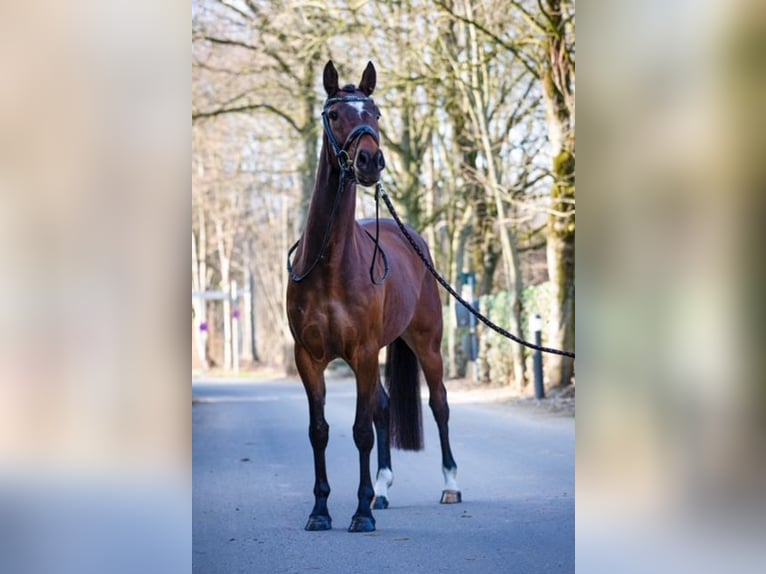 Deutsches Reitpony Stute 6 Jahre 148 cm Brauner in Morsbach