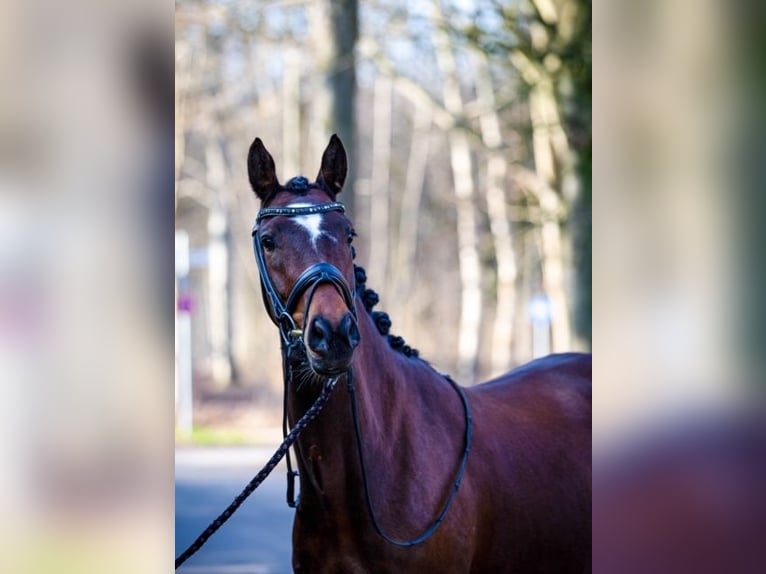 Deutsches Reitpony Stute 6 Jahre 148 cm Brauner in Morsbach