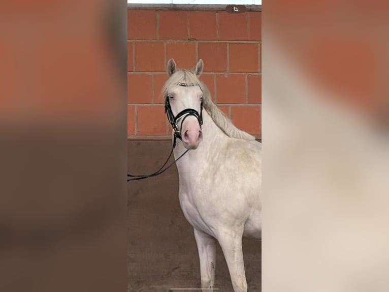 Deutsches Reitpony Stute 6 Jahre 148 cm Cremello in Langwedel