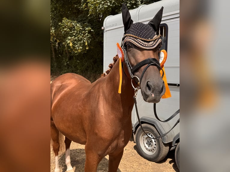 Deutsches Reitpony Stute 6 Jahre 148 cm in Wegeleben