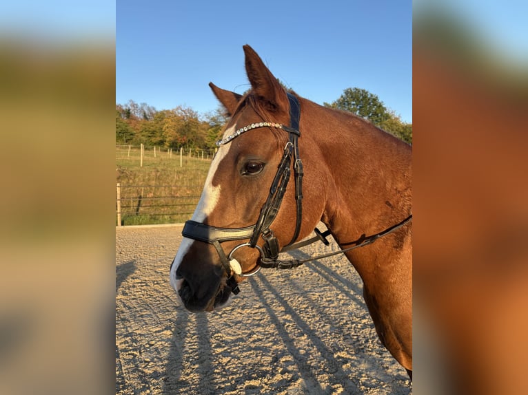 Deutsches Reitpony Stute 6 Jahre 148 cm Dunkelfuchs in Hilders