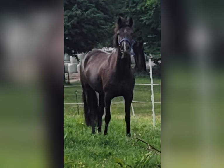 Deutsches Reitpony Stute 6 Jahre 148 cm Dunkelfuchs in Koblenz