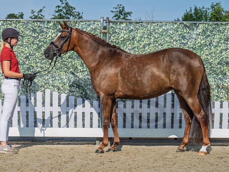Deutsches Reitpony Stute 6 Jahre 148 cm Dunkelfuchs in M&#xFC;nster-Handorf