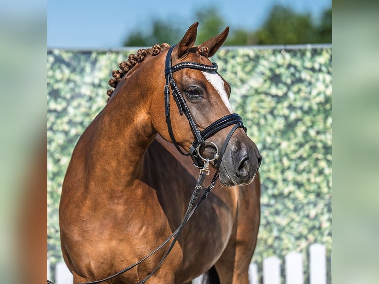 Deutsches Reitpony Stute 6 Jahre 148 cm Dunkelfuchs in M&#xFC;nster-Handorf