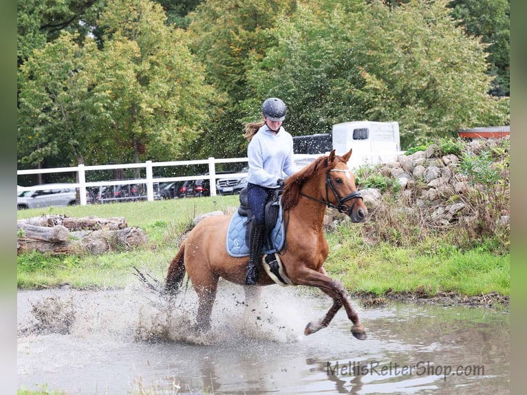 Deutsches Reitpony Stute 6 Jahre 148 cm Falbe in Stuhr