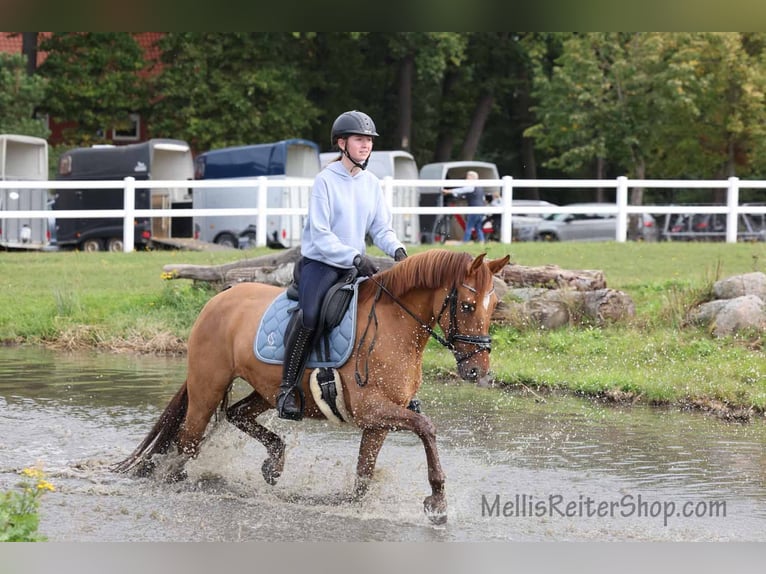 Deutsches Reitpony Stute 6 Jahre 148 cm Falbe in Stuhr