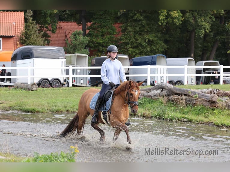 Deutsches Reitpony Stute 6 Jahre 148 cm Falbe in Stuhr