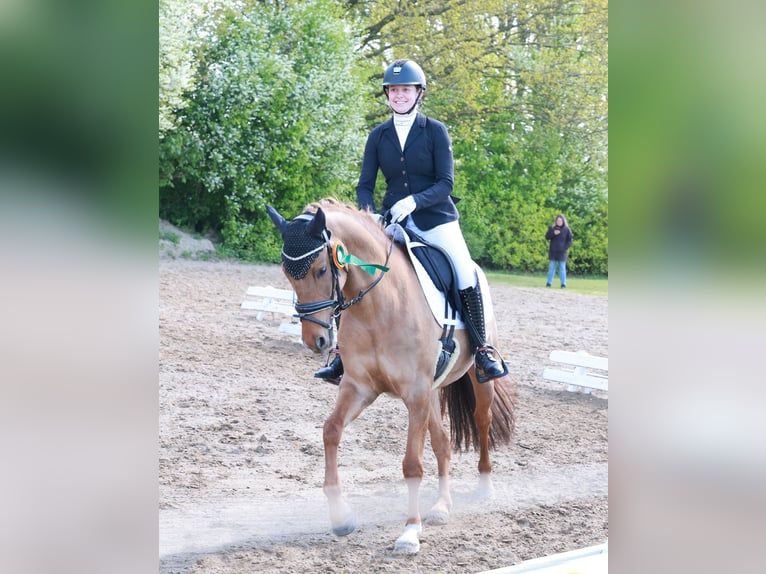 Deutsches Reitpony Stute 6 Jahre 148 cm Falbe in Stuhr