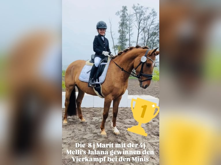 Deutsches Reitpony Stute 6 Jahre 148 cm Falbe in Stuhr