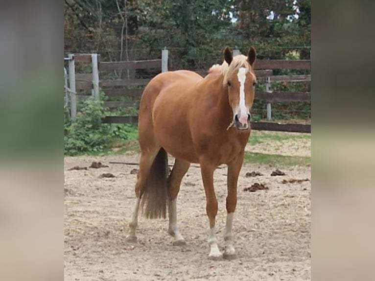 Deutsches Reitpony Stute 6 Jahre 148 cm Fuchs in Bippen