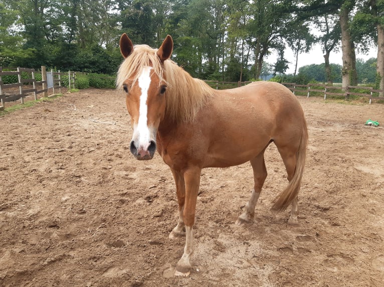Deutsches Reitpony Stute 6 Jahre 148 cm Fuchs in Bippen