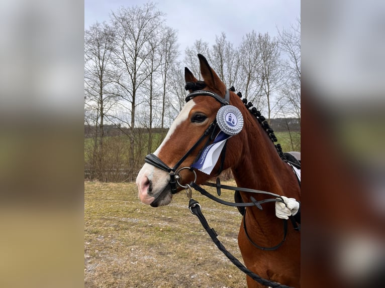 Deutsches Reitpony Stute 6 Jahre 148 cm Hellbrauner in Menden
