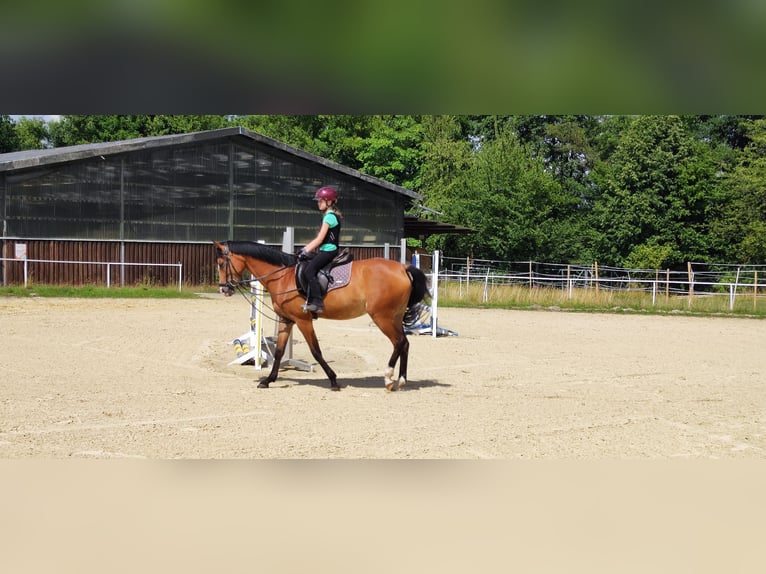Deutsches Reitpony Stute 6 Jahre 148 cm Hellbrauner in Menden