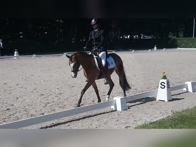 Deutsches Reitpony Stute 6 Jahre 148 cm Hellbrauner in Menden