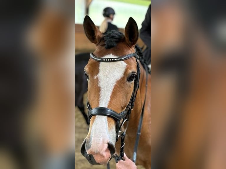 Deutsches Reitpony Stute 6 Jahre 148 cm Hellbrauner in Menden