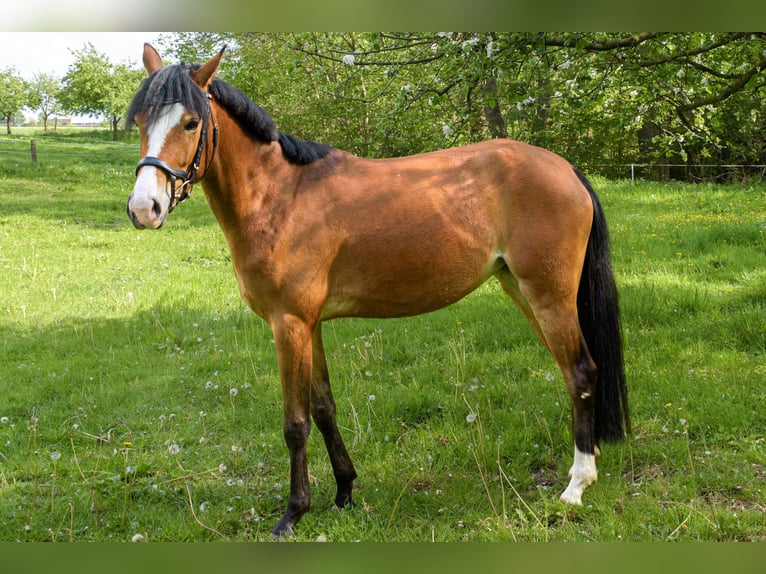 Deutsches Reitpony Stute 6 Jahre 148 cm Hellbrauner in Menden