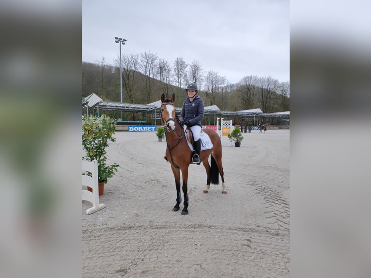 Deutsches Reitpony Stute 6 Jahre 148 cm Hellbrauner in Menden