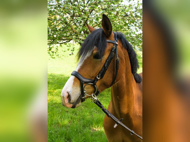 Deutsches Reitpony Stute 6 Jahre 148 cm Hellbrauner in Menden