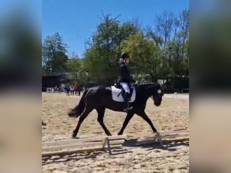 Deutsches Reitpony Mix Stute 6 Jahre 148 cm Rappe in Spabrücken