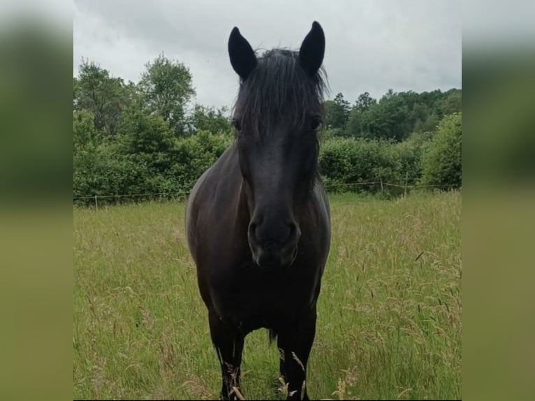 Deutsches Reitpony Mix Stute 6 Jahre 148 cm Rappe in Spabrücken