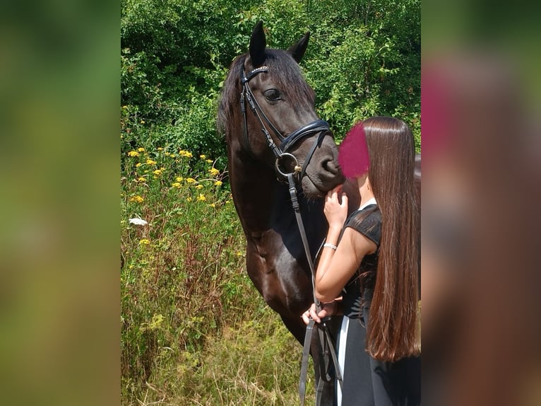 Deutsches Reitpony Mix Stute 6 Jahre 148 cm Rappe in Spabrücken