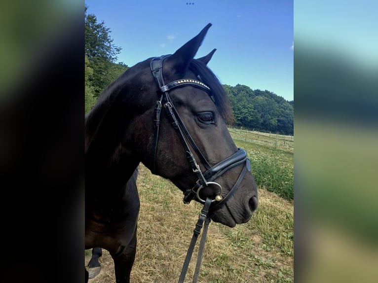 Deutsches Reitpony Mix Stute 6 Jahre 148 cm Rappe in Spabrücken