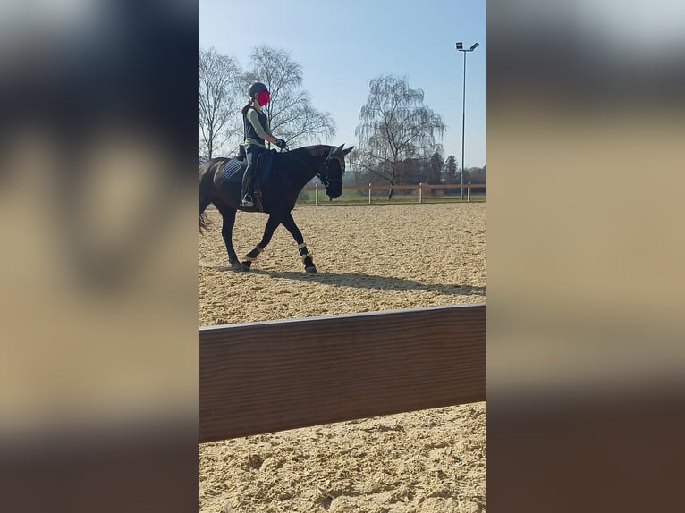 Deutsches Reitpony Mix Stute 6 Jahre 148 cm Rappe in Spabrücken