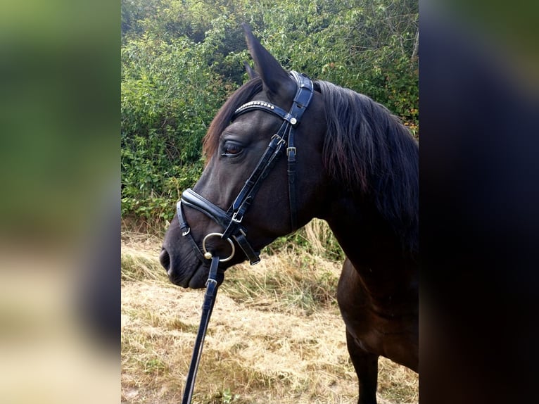 Deutsches Reitpony Mix Stute 6 Jahre 148 cm Rappe in Spabrücken
