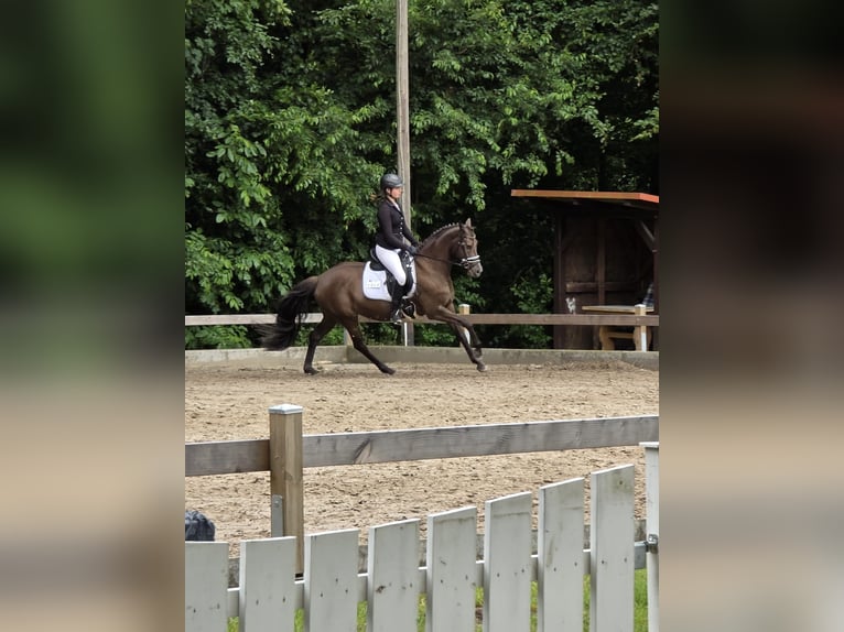 Deutsches Reitpony Stute 6 Jahre 148 cm Rappe in Winsen (Aller)