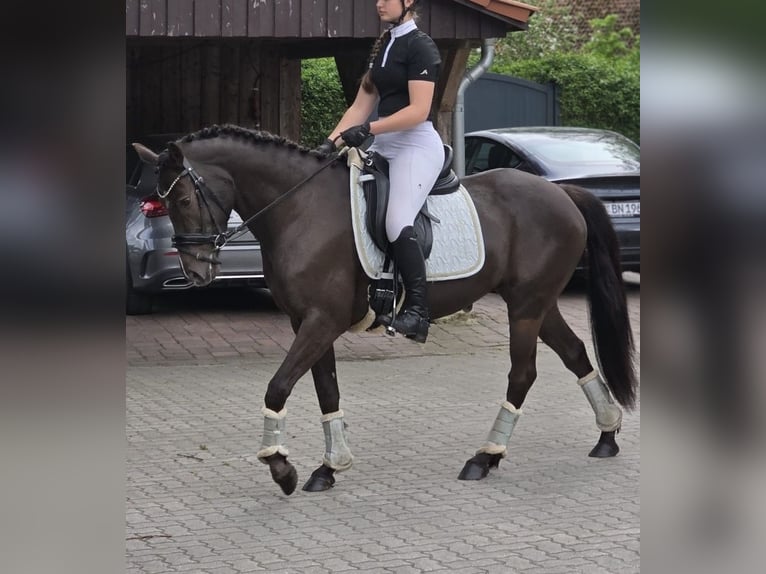 Deutsches Reitpony Stute 6 Jahre 148 cm Rappe in Winsen (Aller)