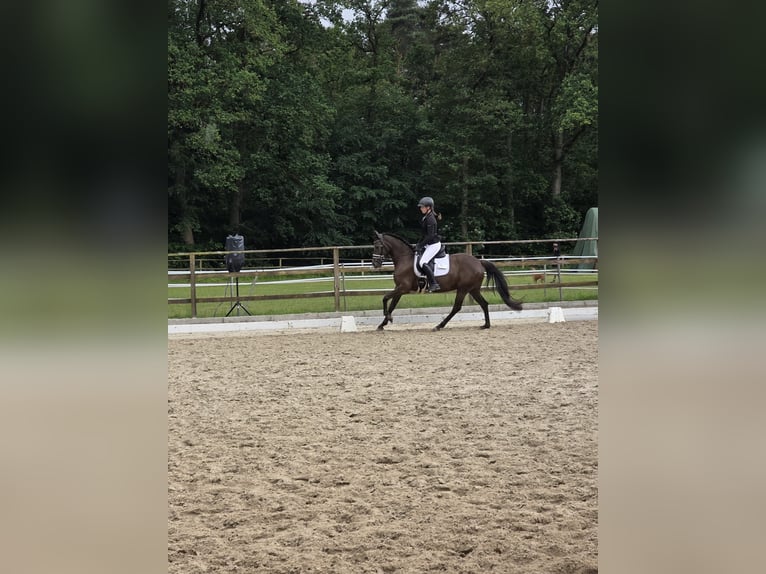 Deutsches Reitpony Stute 6 Jahre 148 cm Rappe in Winsen (Aller)