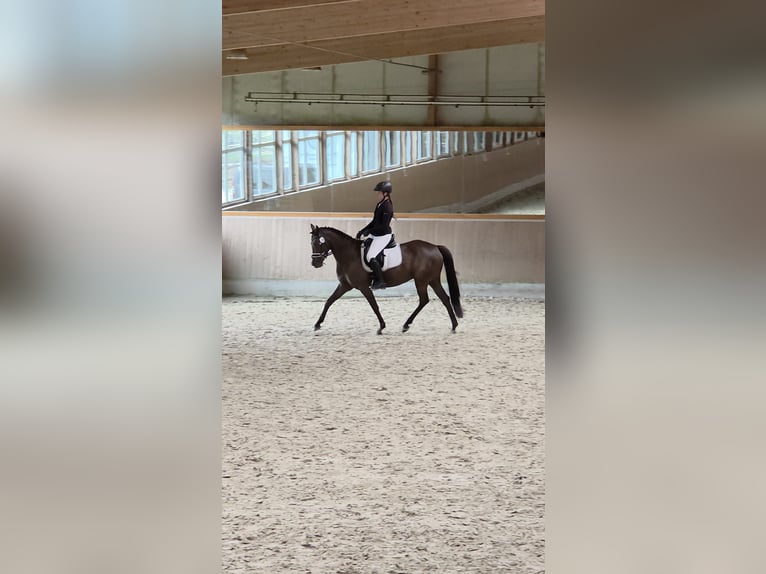 Deutsches Reitpony Stute 6 Jahre 148 cm Rappe in Winsen (Aller)